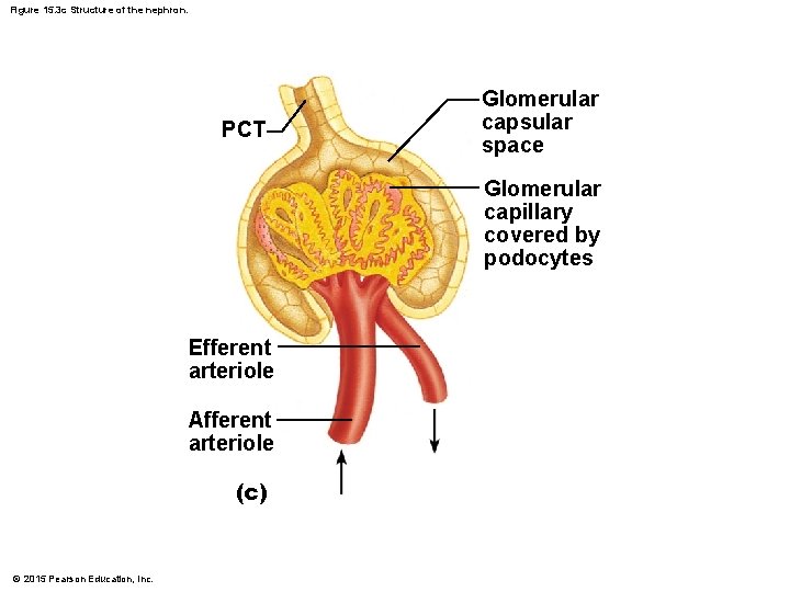 Figure 15. 3 c Structure of the nephron. PCT Glomerular capsular space Glomerular capillary