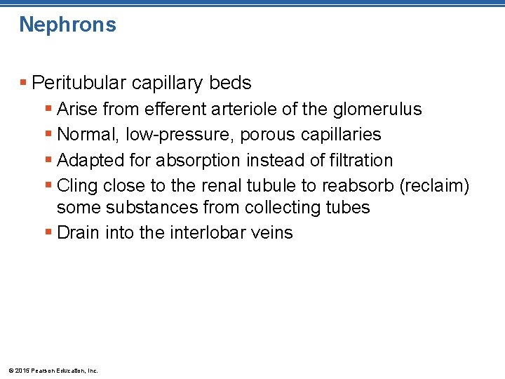 Nephrons § Peritubular capillary beds § Arise from efferent arteriole of the glomerulus §