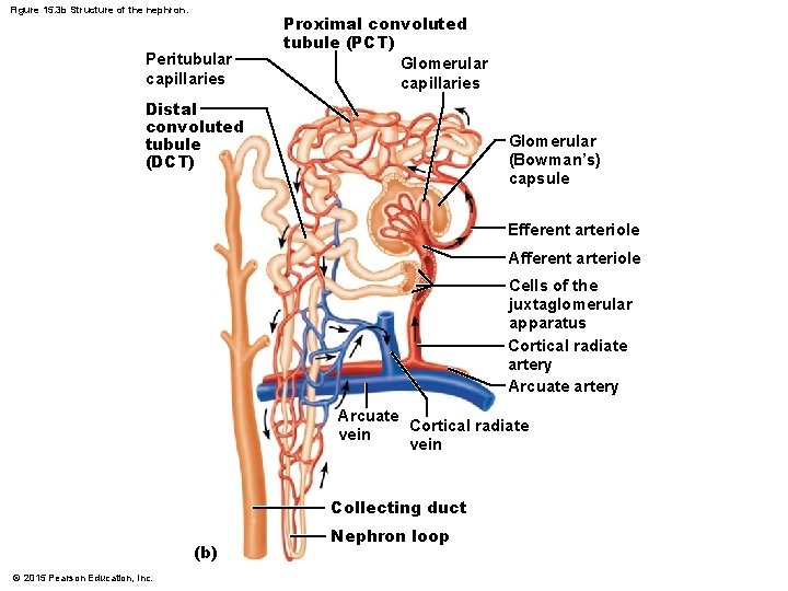 Figure 15. 3 b Structure of the nephron. Peritubular capillaries Proximal convoluted tubule (PCT) Figure 15. 3 b Structure of the nephron. Peritubular capillaries Proximal convoluted tubule (PCT)