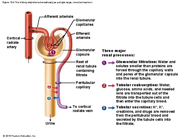 Figure 15. 4 The kidney depicted schematically as a single large, uncoiled nephron. Afferent