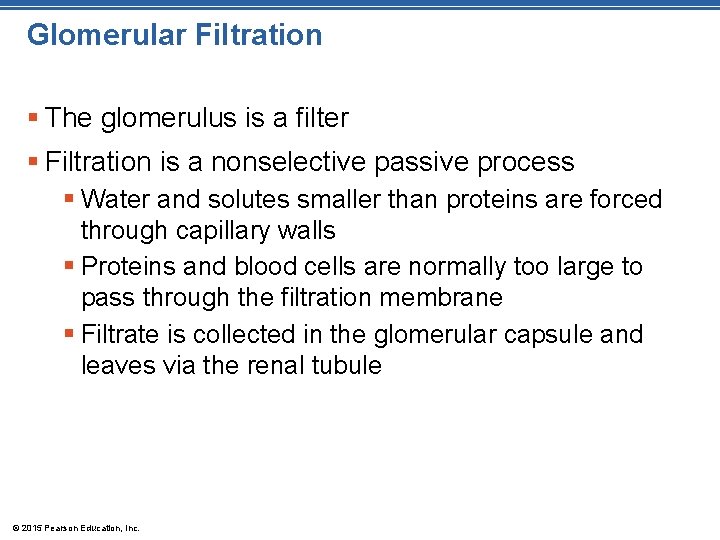 Glomerular Filtration § The glomerulus is a filter § Filtration is a nonselective passive