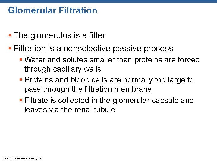 Glomerular Filtration § The glomerulus is a filter § Filtration is a nonselective passive Glomerular Filtration § The glomerulus is a filter § Filtration is a nonselective passive