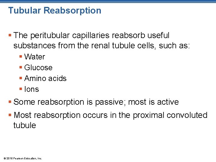 Tubular Reabsorption § The peritubular capillaries reabsorb useful substances from the renal tubule cells,