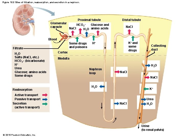 Figure 15. 5 Sites of filtration, reabsorption, and secretion in a nephron. Proximal tubule