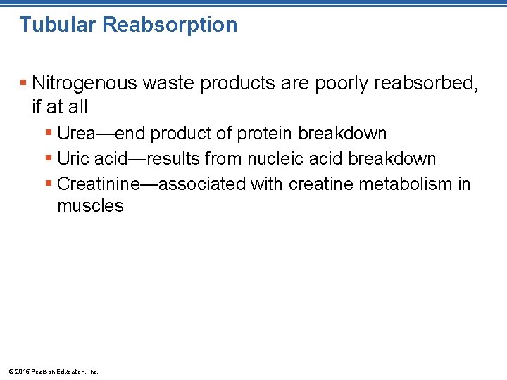 Tubular Reabsorption § Nitrogenous waste products are poorly reabsorbed, if at all § Urea—end