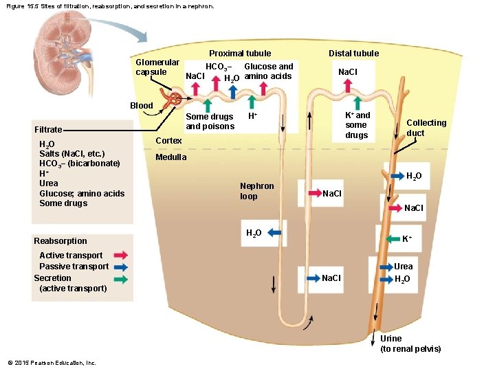 Figure 15. 5 Sites of filtration, reabsorption, and secretion in a nephron. Proximal tubule Figure 15. 5 Sites of filtration, reabsorption, and secretion in a nephron. Proximal tubule