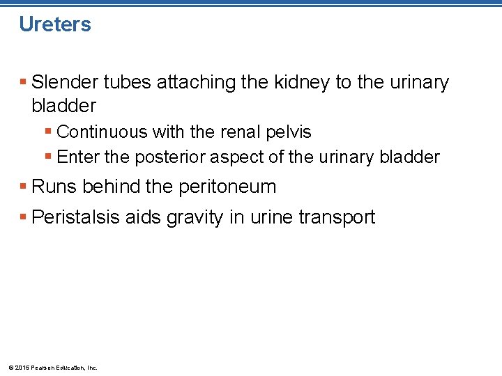 Ureters § Slender tubes attaching the kidney to the urinary bladder § Continuous with Ureters § Slender tubes attaching the kidney to the urinary bladder § Continuous with