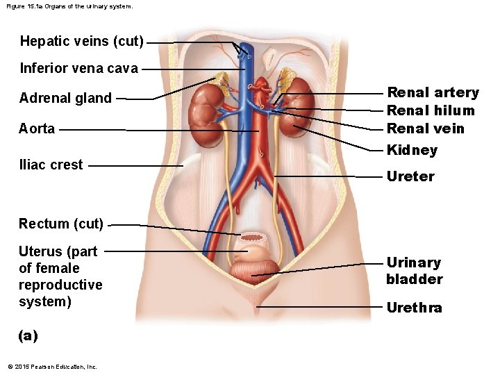 Figure 15. 1 a Organs of the urinary system. Hepatic veins (cut) Inferior vena Figure 15. 1 a Organs of the urinary system. Hepatic veins (cut) Inferior vena