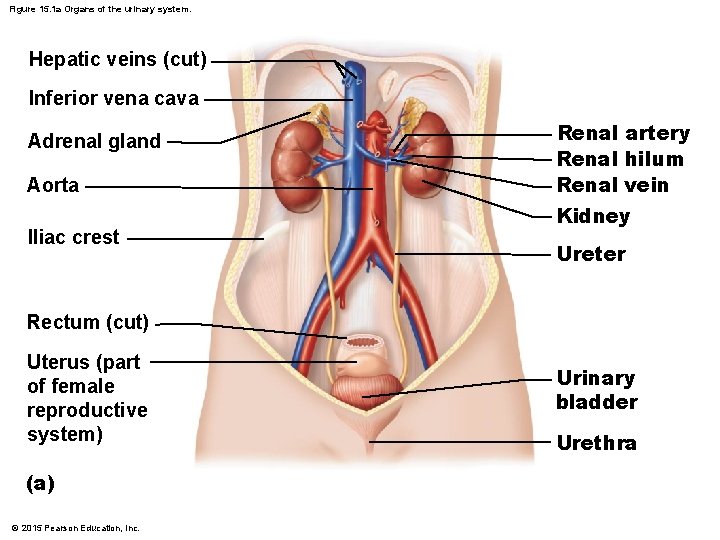 Figure 15. 1 a Organs of the urinary system. Hepatic veins (cut) Inferior vena