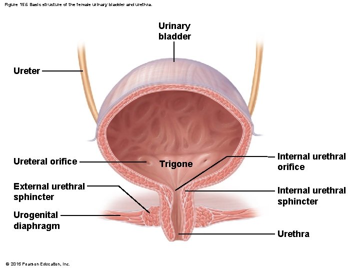 Figure 15. 6 Basic structure of the female urinary bladder and urethra. Urinary bladder
