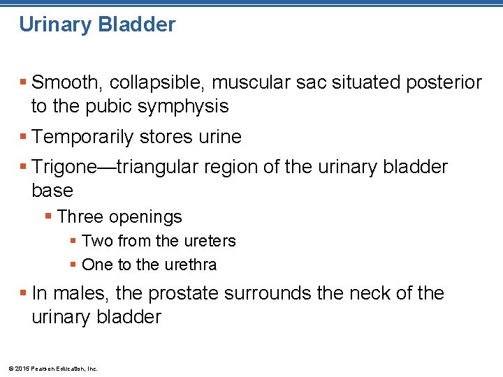 Urinary Bladder § Smooth, collapsible, muscular sac situated posterior to the pubic symphysis §