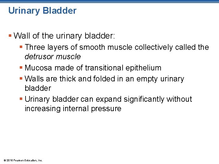 Urinary Bladder § Wall of the urinary bladder: § Three layers of smooth muscle