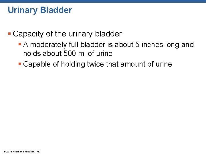 Urinary Bladder § Capacity of the urinary bladder § A moderately full bladder is