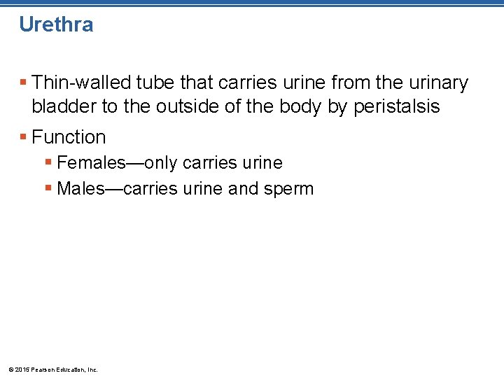 Urethra § Thin-walled tube that carries urine from the urinary bladder to the outside Urethra § Thin-walled tube that carries urine from the urinary bladder to the outside