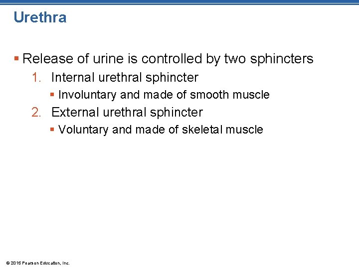 Urethra § Release of urine is controlled by two sphincters 1. Internal urethral sphincter Urethra § Release of urine is controlled by two sphincters 1. Internal urethral sphincter