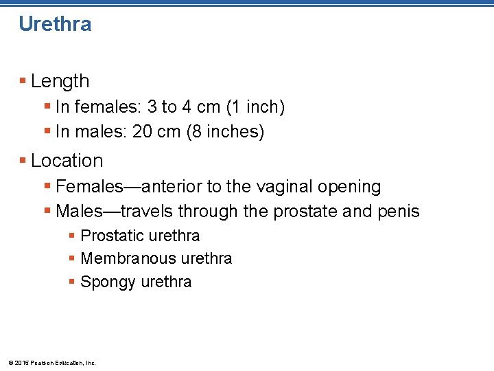 Urethra § Length § In females: 3 to 4 cm (1 inch) § In Urethra § Length § In females: 3 to 4 cm (1 inch) § In
