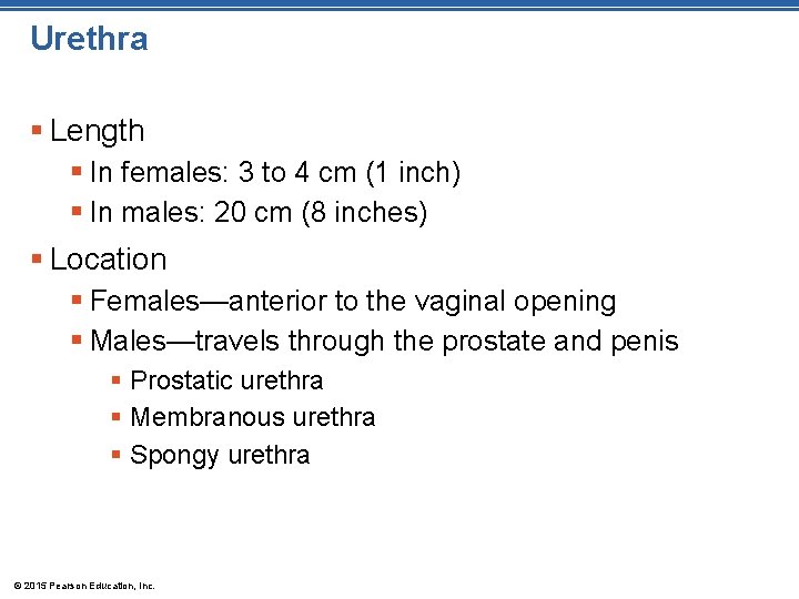 Urethra § Length § In females: 3 to 4 cm (1 inch) § In