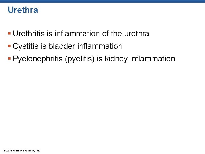 Urethra § Urethritis is inflammation of the urethra § Cystitis is bladder inflammation § Urethra § Urethritis is inflammation of the urethra § Cystitis is bladder inflammation §