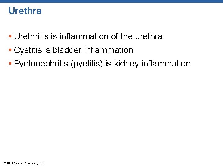 Urethra § Urethritis is inflammation of the urethra § Cystitis is bladder inflammation §