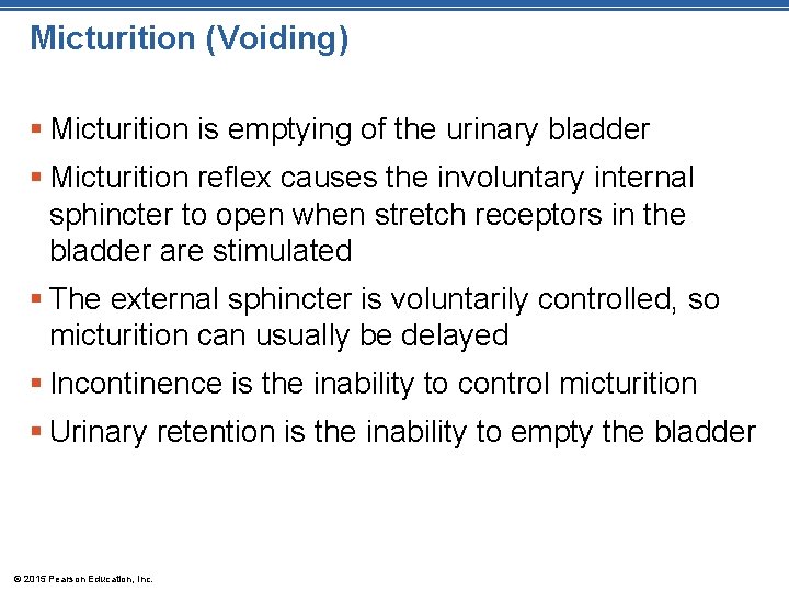 Micturition (Voiding) § Micturition is emptying of the urinary bladder § Micturition reflex causes Micturition (Voiding) § Micturition is emptying of the urinary bladder § Micturition reflex causes