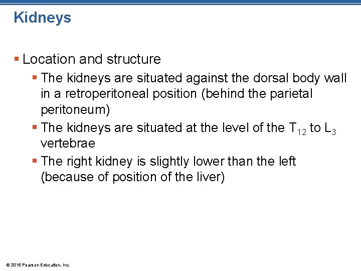 Kidneys § Location and structure § The kidneys are situated against the dorsal body Kidneys § Location and structure § The kidneys are situated against the dorsal body