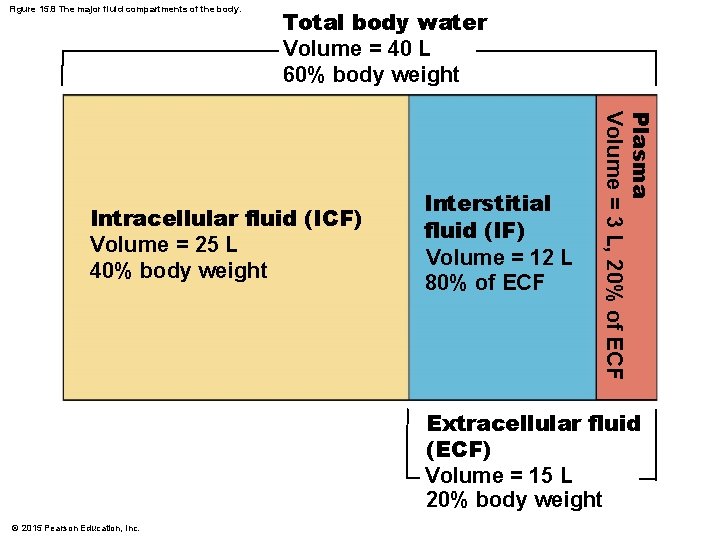 Figure 15. 8 The major fluid compartments of the body. Total body water Volume