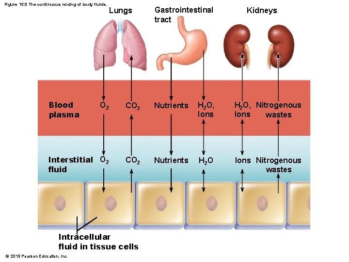 Figure 15. 9 The continuous mixing of body fluids. Blood plasma Lungs Gastrointestinal tract