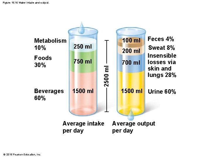 Figure 15. 10 Water intake and output. 250 ml Foods 30% 750 ml 100