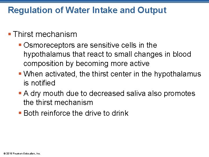 Regulation of Water Intake and Output § Thirst mechanism § Osmoreceptors are sensitive cells