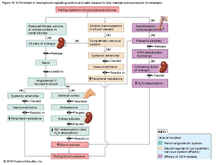 Figure 15. 12 Flowchart of mechanisms regulating sodium and water balance to help maintain