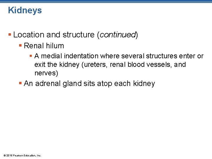 Kidneys § Location and structure (continued) § Renal hilum § A medial indentation where