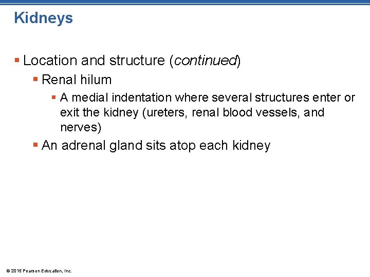 Kidneys § Location and structure (continued) § Renal hilum § A medial indentation where Kidneys § Location and structure (continued) § Renal hilum § A medial indentation where