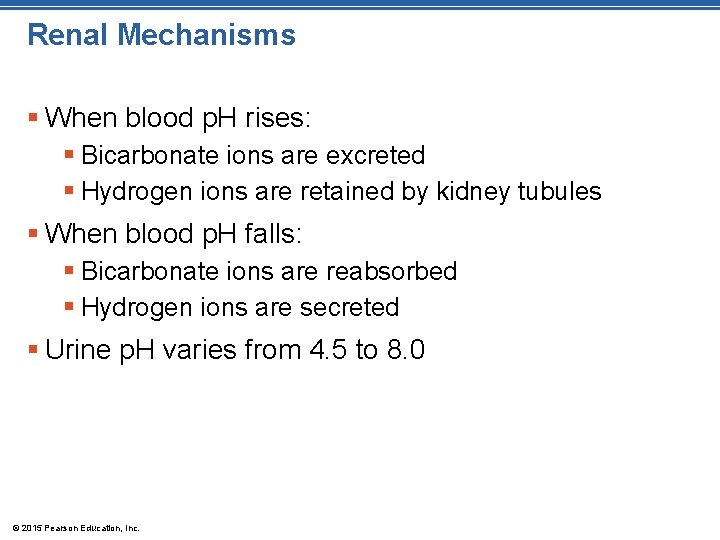 Renal Mechanisms § When blood p. H rises: § Bicarbonate ions are excreted §