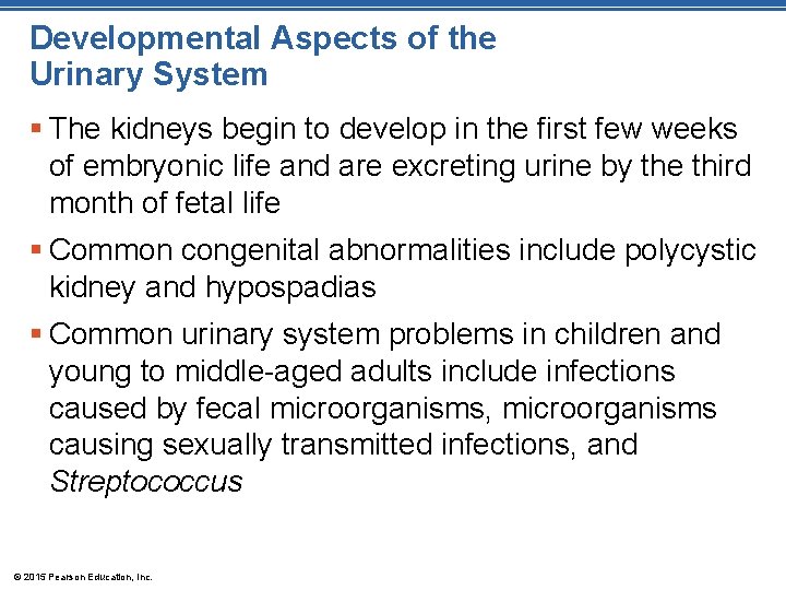 Developmental Aspects of the Urinary System § The kidneys begin to develop in the Developmental Aspects of the Urinary System § The kidneys begin to develop in the