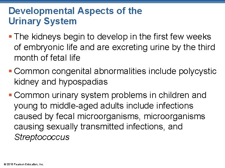 Developmental Aspects of the Urinary System § The kidneys begin to develop in the