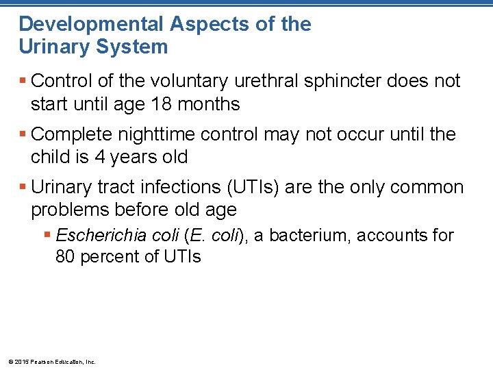 Developmental Aspects of the Urinary System § Control of the voluntary urethral sphincter does