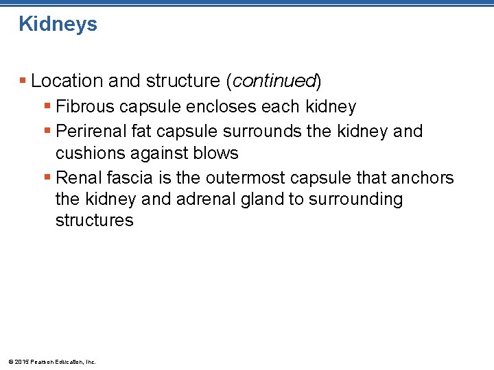 Kidneys § Location and structure (continued) § Fibrous capsule encloses each kidney § Perirenal