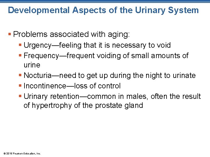 Developmental Aspects of the Urinary System § Problems associated with aging: § Urgency—feeling that