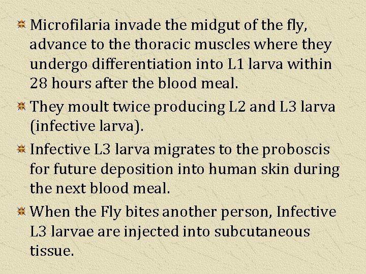 Microfilaria invade the midgut of the fly, advance to the thoracic muscles where they
