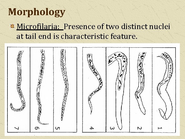 Morphology Microfilaria: Presence of two distinct nuclei at tail end is characteristic feature. 