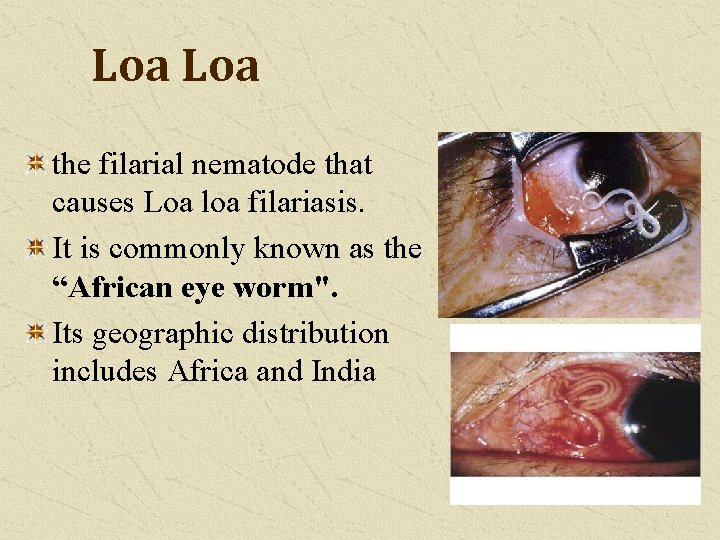 Loa the filarial nematode that causes Loa loa filariasis. It is commonly known as
