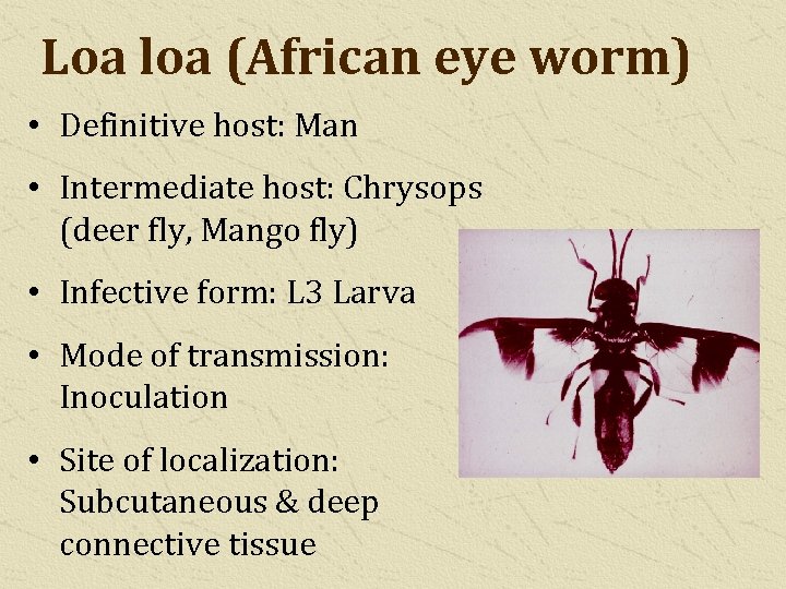 Loa loa (African eye worm) • Definitive host: Man • Intermediate host: Chrysops (deer