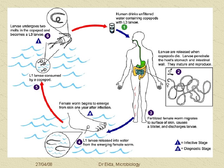 27/04/08 Dr Ekta, Microbiology 