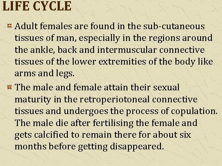 LIFE CYCLE Adult females are found in the sub-cutaneous tissues of man, especially in