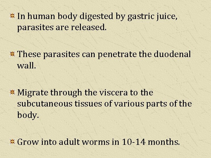 In human body digested by gastric juice, parasites are released. These parasites can penetrate