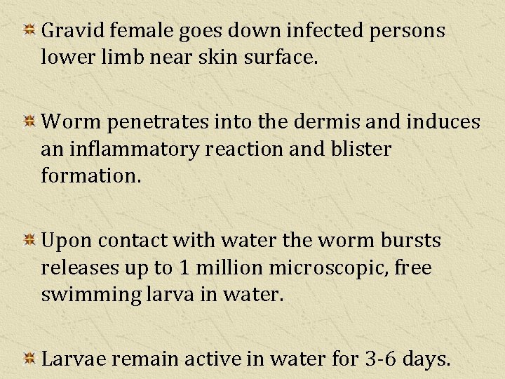 Gravid female goes down infected persons lower limb near skin surface. Worm penetrates into