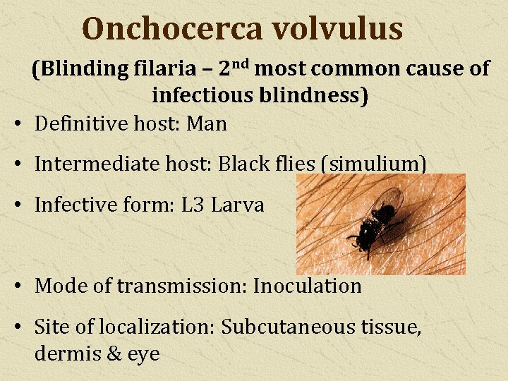 Onchocerca volvulus (Blinding filaria – 2 nd most common cause of infectious blindness) •