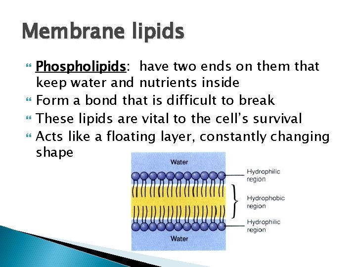 Membrane lipids Phospholipids: have two ends on them that keep water and nutrients inside