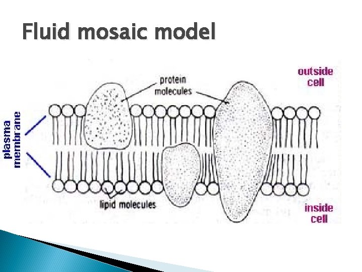 Fluid mosaic model 