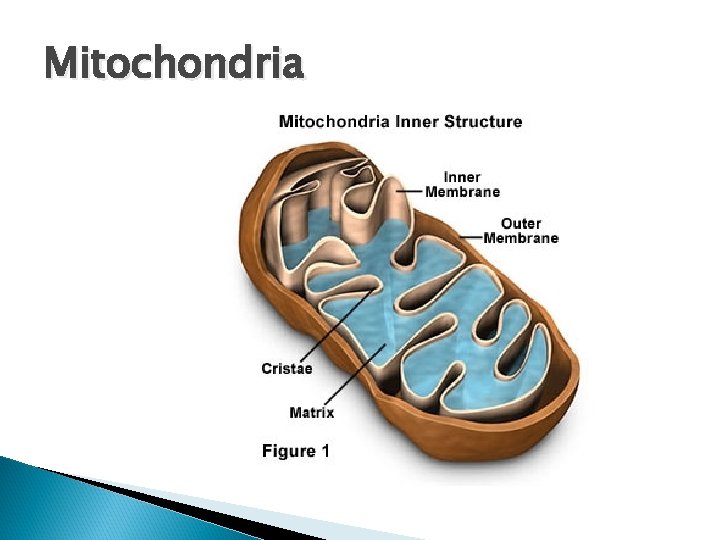 Mitochondria 